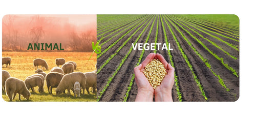 5 bonnes raisons de préférer la kératine animale à la phytokératine végétale pour vos cheveux