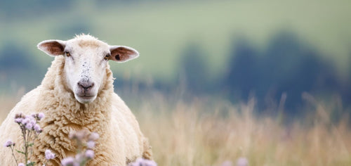 Pourquoi avons-nous choisi la kératine de laine de mouton pour nos soins capillaires bio ?