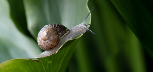 Rides, cicatrices, acné : la bave d’escargot à la rescousse