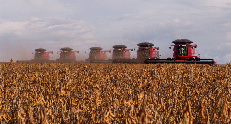 Soy & Wheat from Latin America