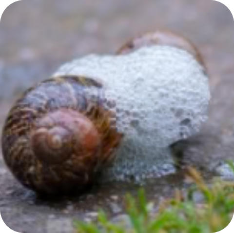 Le mucus de défense du stress