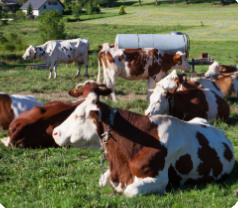 Without livestock, soils become depleted