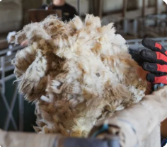 Discarded wool is a senseless waste