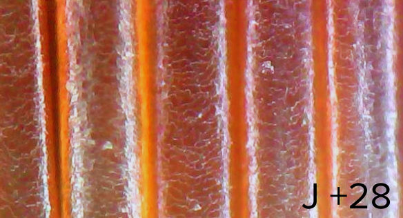 Day 28 — Smoother scales, more regular cuticle